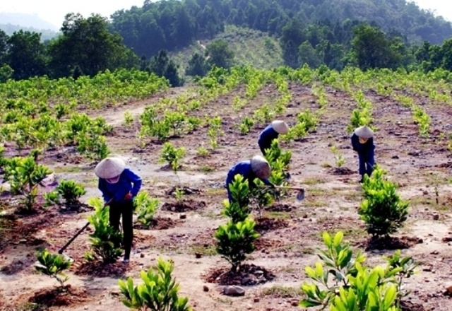 Tree seedlings planted on a hillside