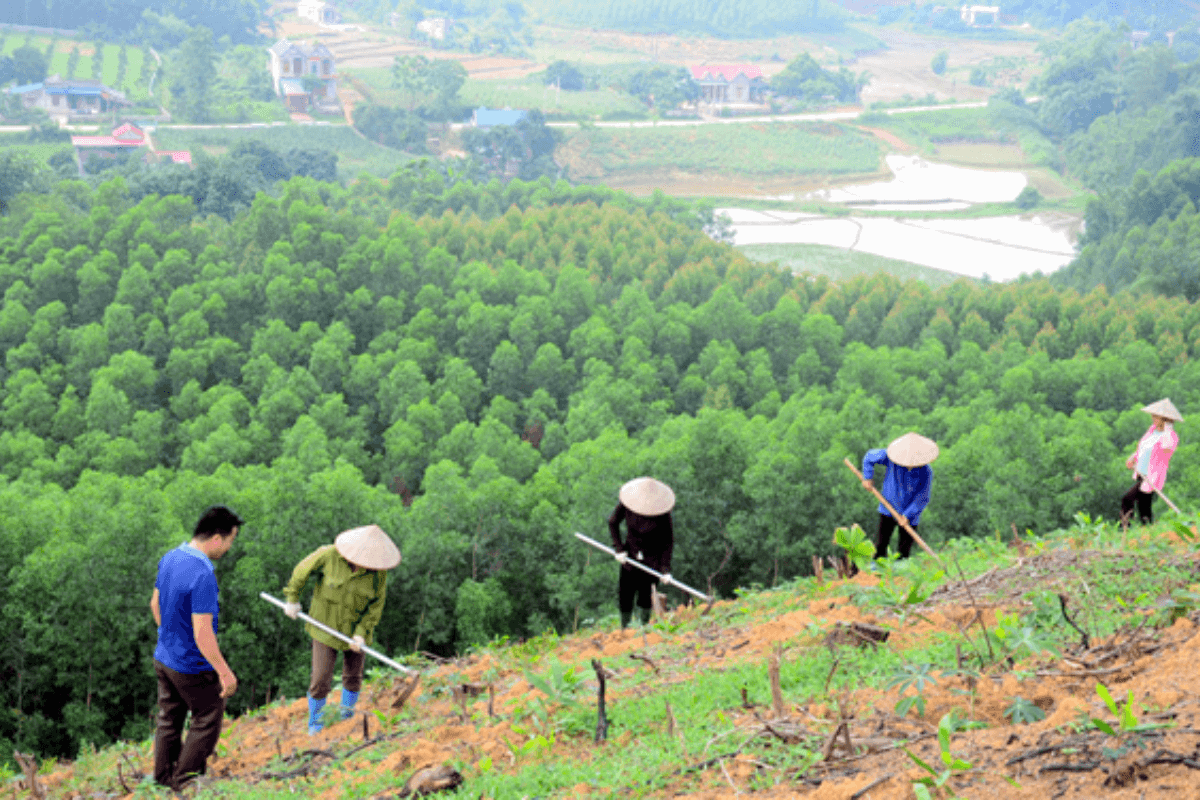 Sáng kiến trồng rừng bền vững