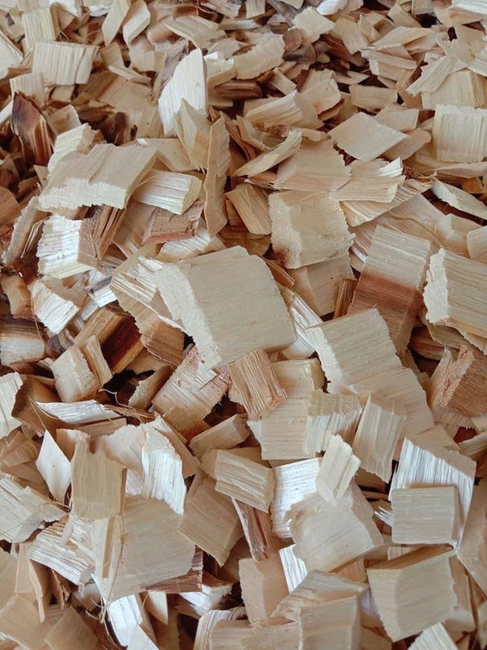 Bốc xếp dăm gỗ keo để xuất khẩu